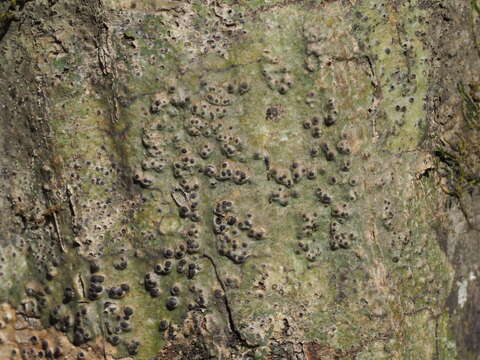 Image of wart lichen