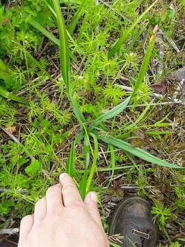 Image of large camas