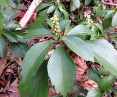 Image of Japanese pachysandra