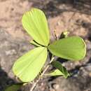 Image of Loeseneriella crenata (Klotzsch) R. Wilczek