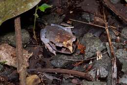 Image of Lowland Litter Frog