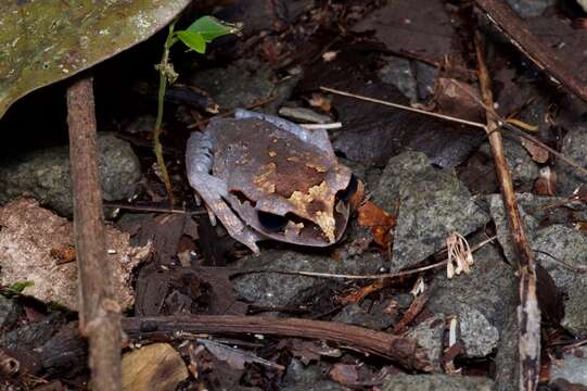 Image of Lowland Litter Frog