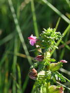 Image of Pedicularis palustris subsp. palustris