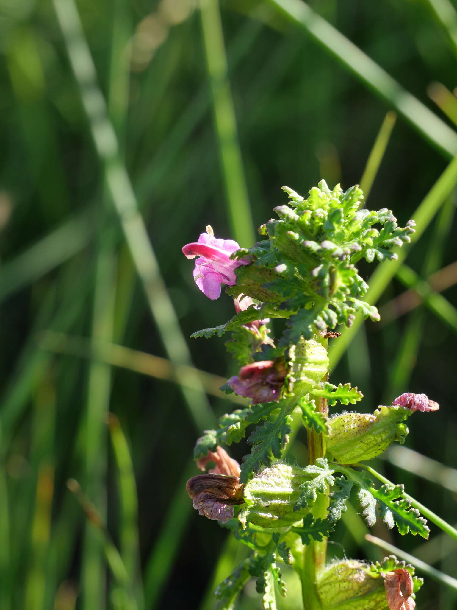 Imagem de Pedicularis palustris subsp. palustris