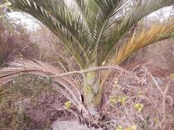 Image of Dominican cherry palm