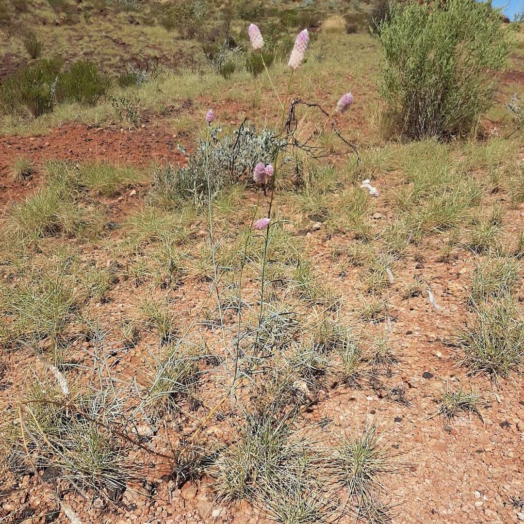 Image of Ptilotus calostachyus F. Müll.