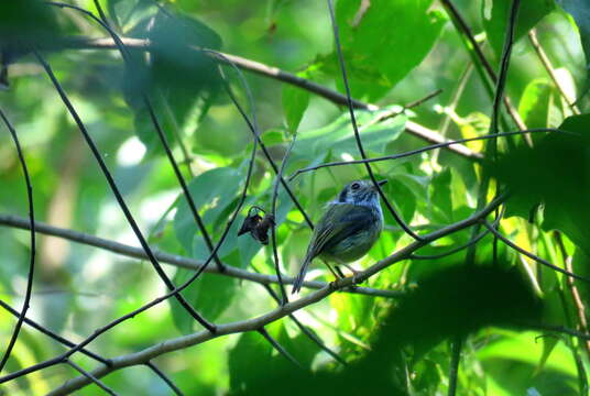 Image of Eared Pygmy Tyrant