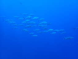 Image of Herring Scad