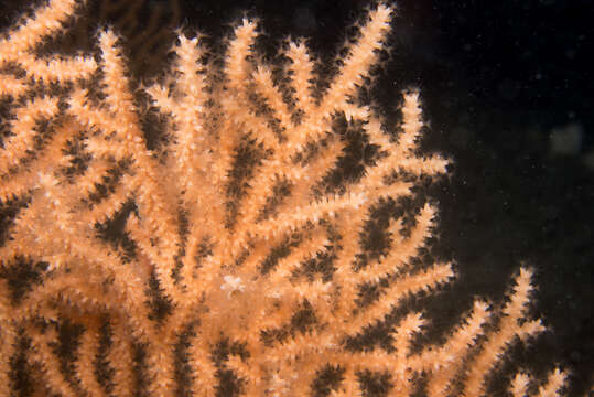 Image of Broad Sea Fan