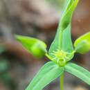 Sivun Euphorbia greggii Engelm. ex Boiss. kuva