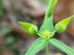 Image of Euphorbia greggii Engelm. ex Boiss.