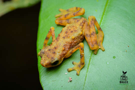 Image of Pelophryne signata (Boulenger 1895)