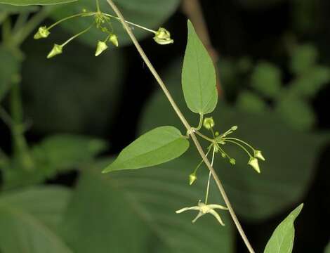 Image of <i>Vincetoxicum lycioides</i>