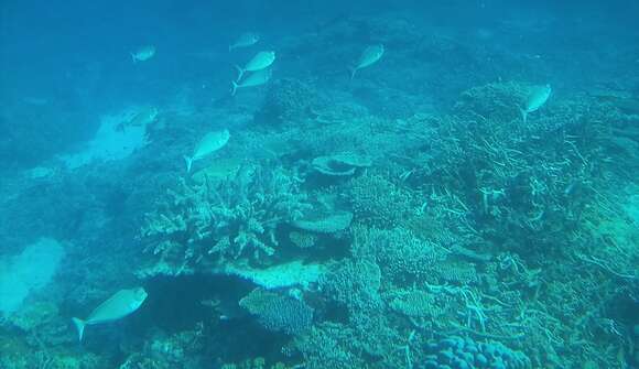 Image of Bulbnose Unicornfish