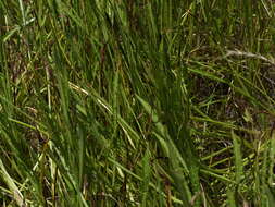 Eryngium vesiculosum Labill. resmi