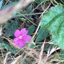 Image of dwarf checkerbloom