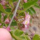 Image of Bridgesia incisifolia Bert. ex Cambess.