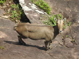 Image of Nilgiritragus Ropiquet & Hassanin 2005