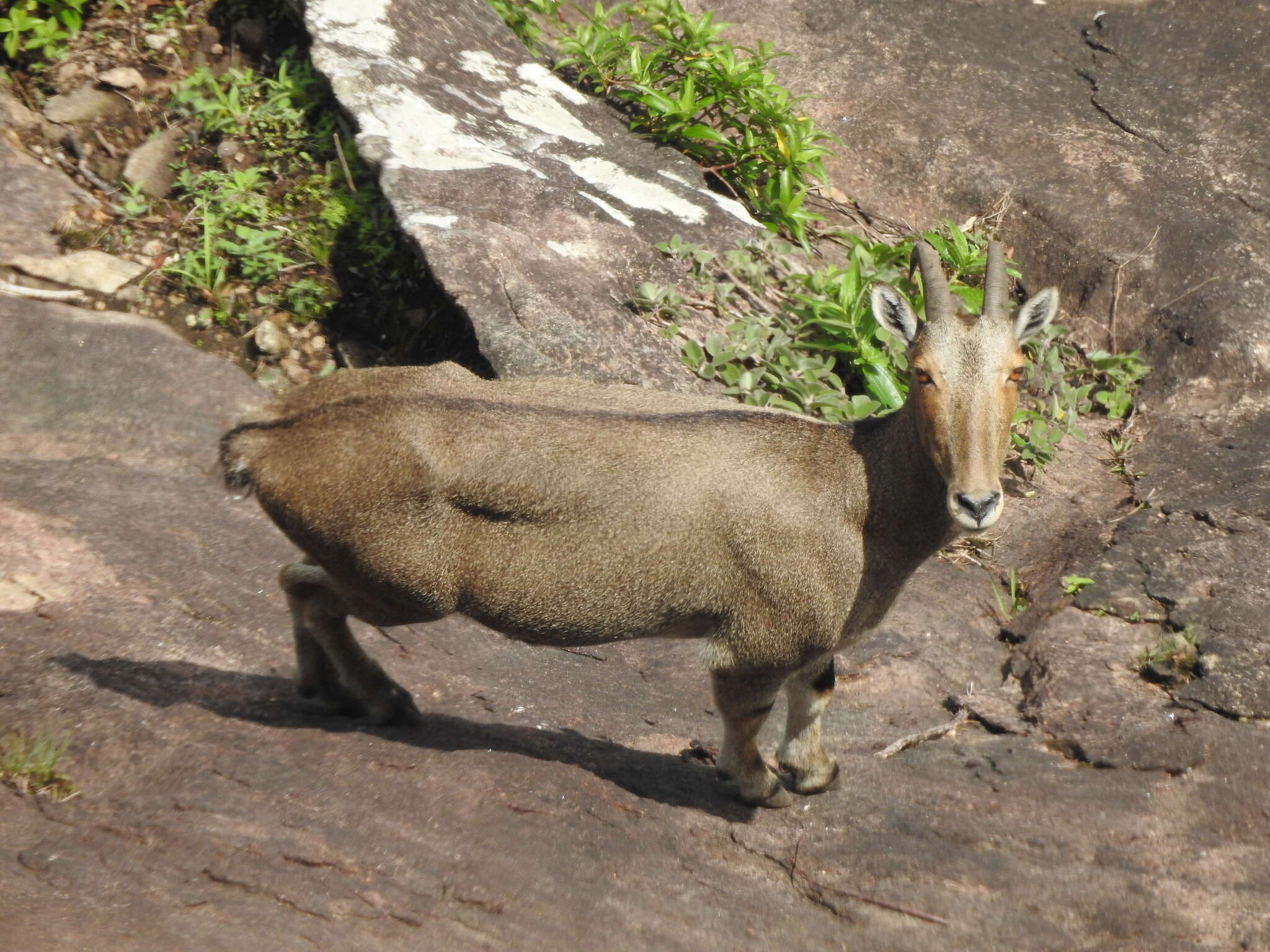 Plancia ëd Nilgiritragus Ropiquet & Hassanin 2005