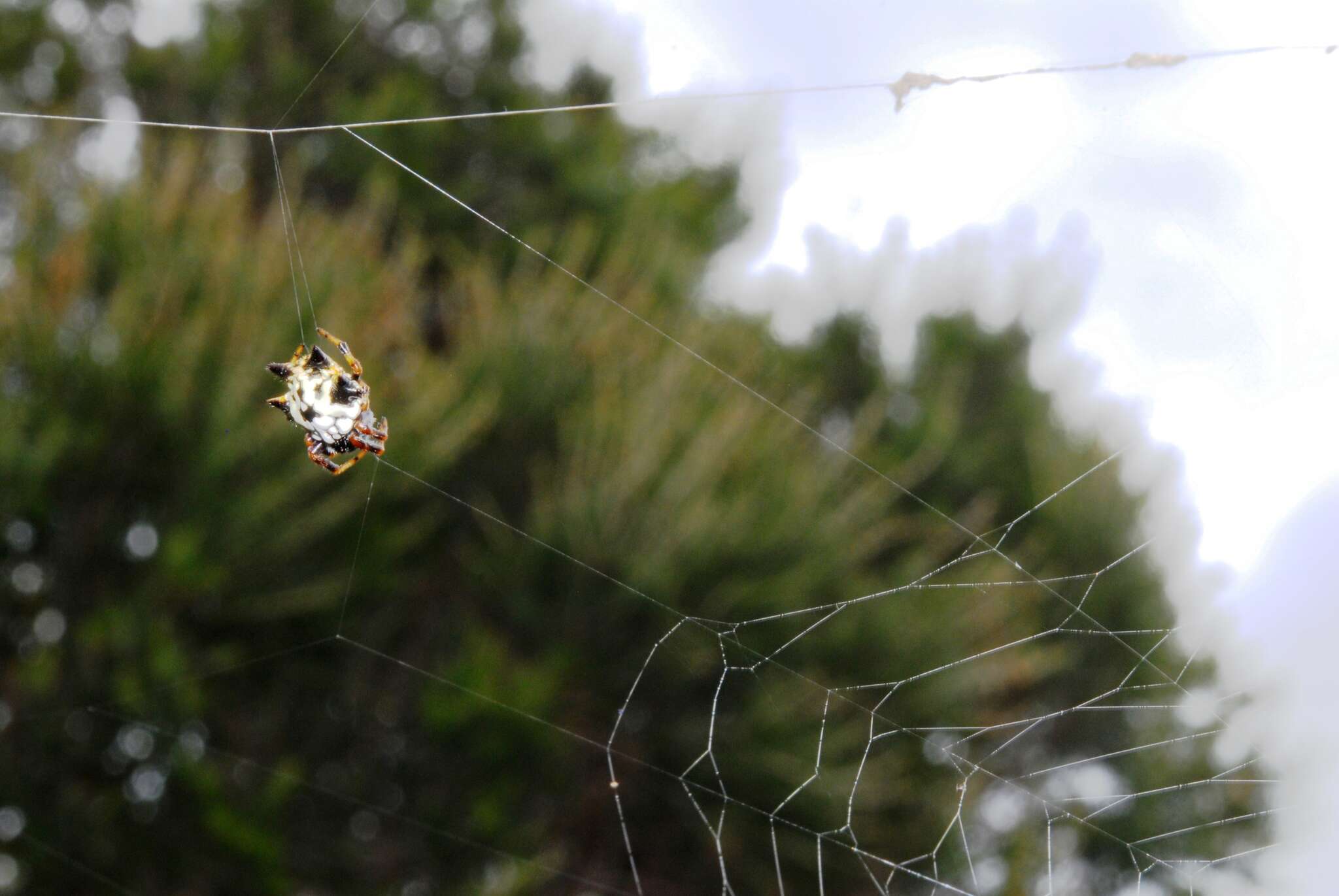 Image of Austracantha