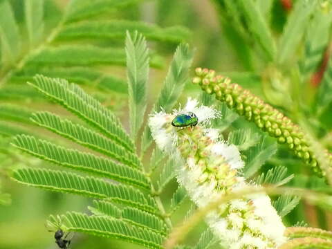 Image of Senegalia chundra (Roxb. ex Rottler) Maslin