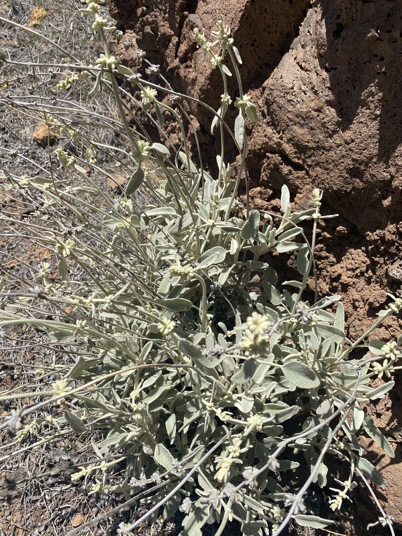 Sideritis oroteneriffae Négrin & P. Pérez resmi