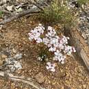 Image of Stylidium junceum subsp. junceum