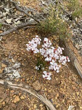 Image de Stylidium junceum subsp. junceum