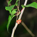 Image of Schisandra arisanensis Hayata