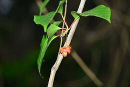 Image de Schisandra arisanensis Hayata