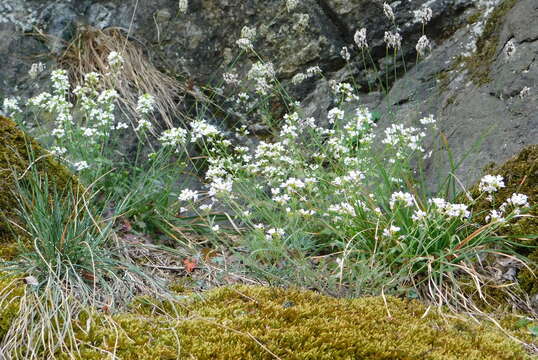 Image of rockcress