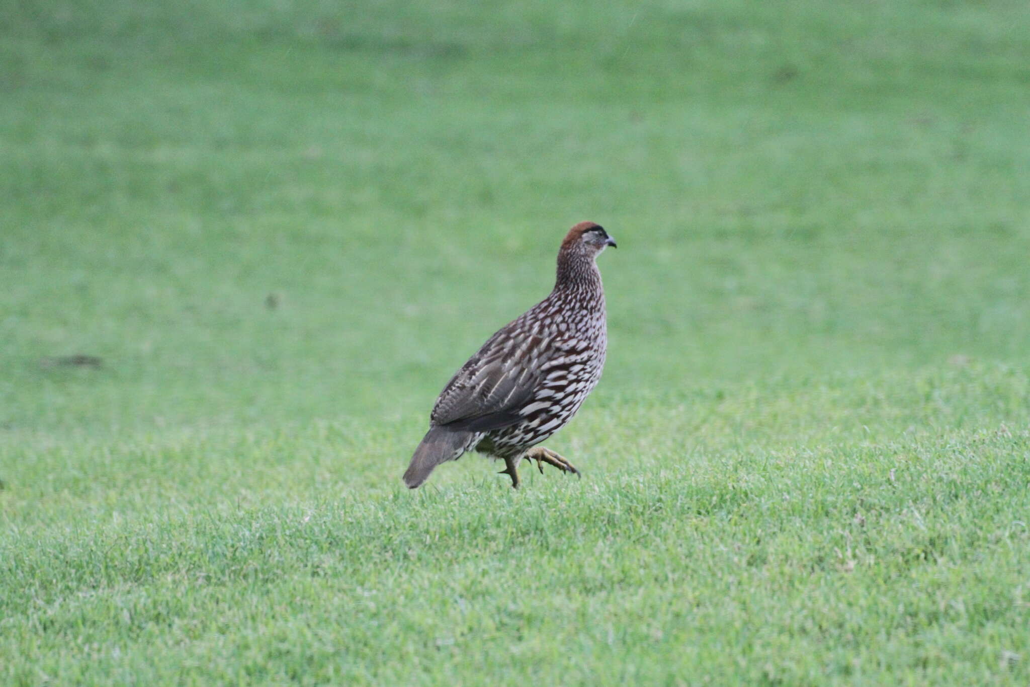 Image of Erckel's Francolin