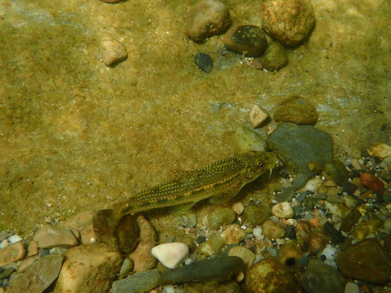 Image of Languedoc gudgeon