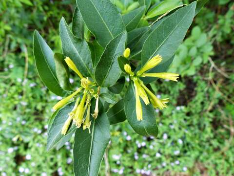 Image de Cestrum euanthes Schltdl.