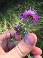 Centaurea jacea subsp. substituta (Czer.) A. D. Mikheev的圖片