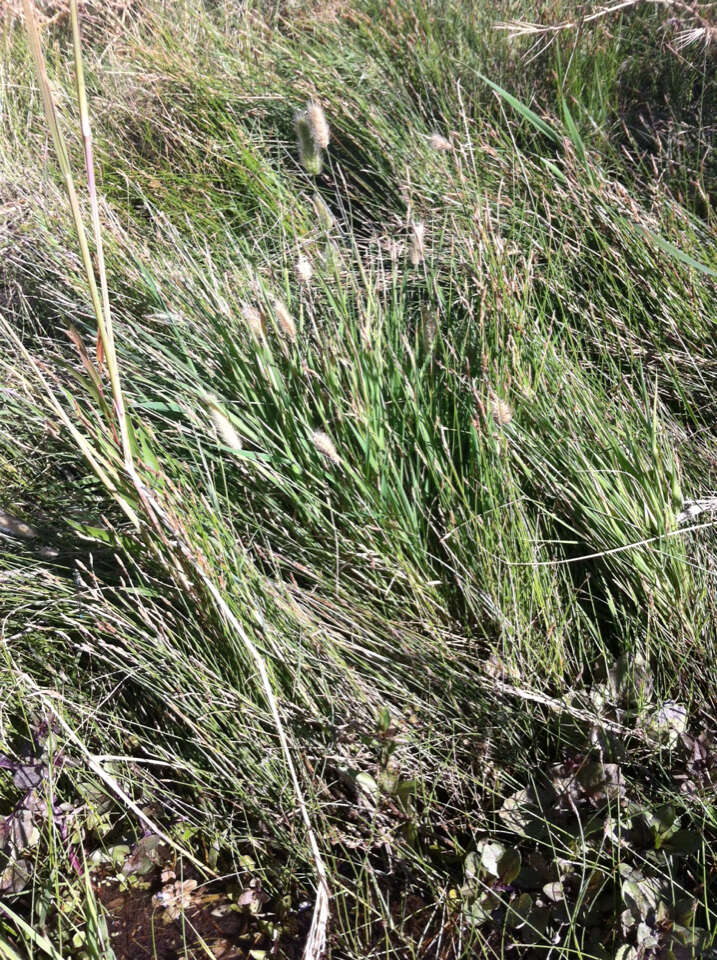 Image de Polypogon de Montpellier