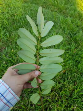 Image of Hymenolobium mesoamericanum H. C. Lima