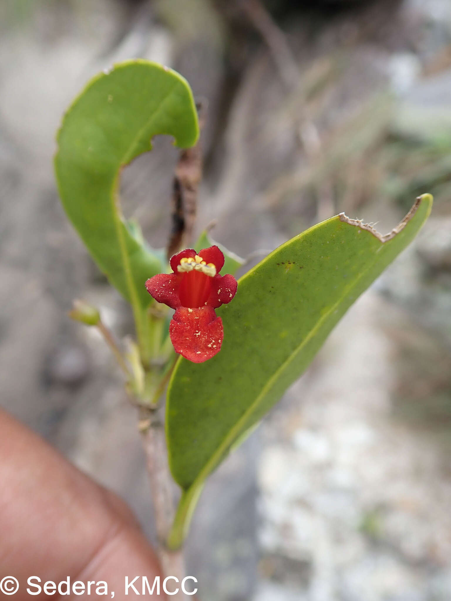 Image of Vitex uniflora Baker