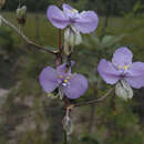 Image of Murdannia macrocarpa D. Y. Hong