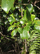 Imagem de Coprosma lucida J. R. Forst. & G. Forst.