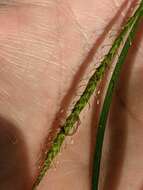 Sivun Carex hamata Sw. kuva