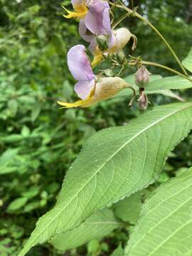 Image of Two-colored impatiens