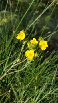 Слика од Potentilla gracilis var. flabelliformis (Lehm.) Nutt.