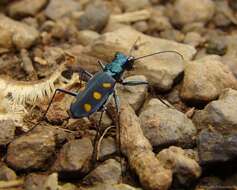 Image of Cicindela (Calochroa) safraneki (Werner & Wiesner 2008)