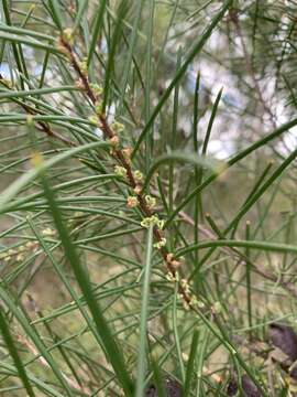 Image of Hakea actites W. R. Barker