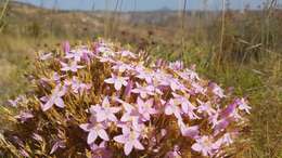 Image of Centaurium quadrifolium (L.) G. López González & C. E. Jarvis