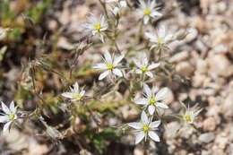 Image of Nuttall's sandwort