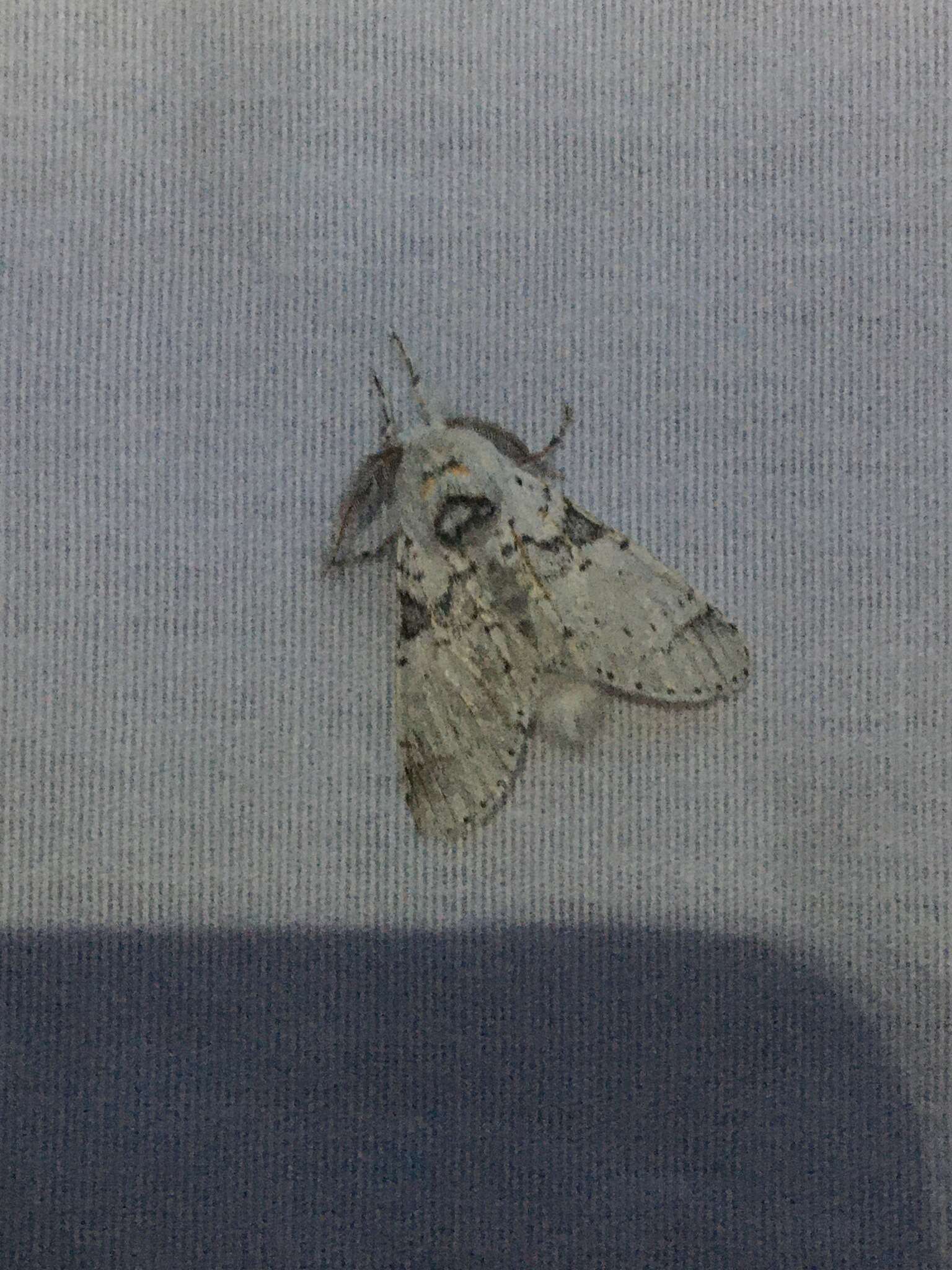 Furcula nivea Neumoegen 1891的圖片