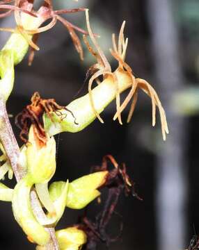 Holothrix grandiflora (Sond.) Rchb. fil.的圖片