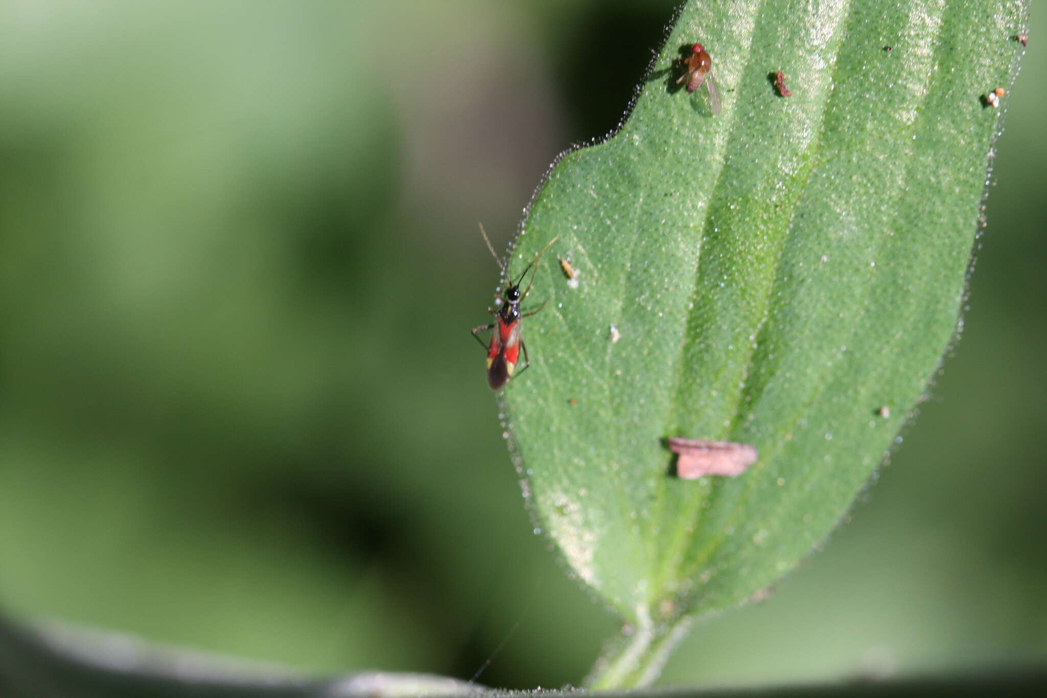 Слика од Tupiocoris californicus (Stal 1859)